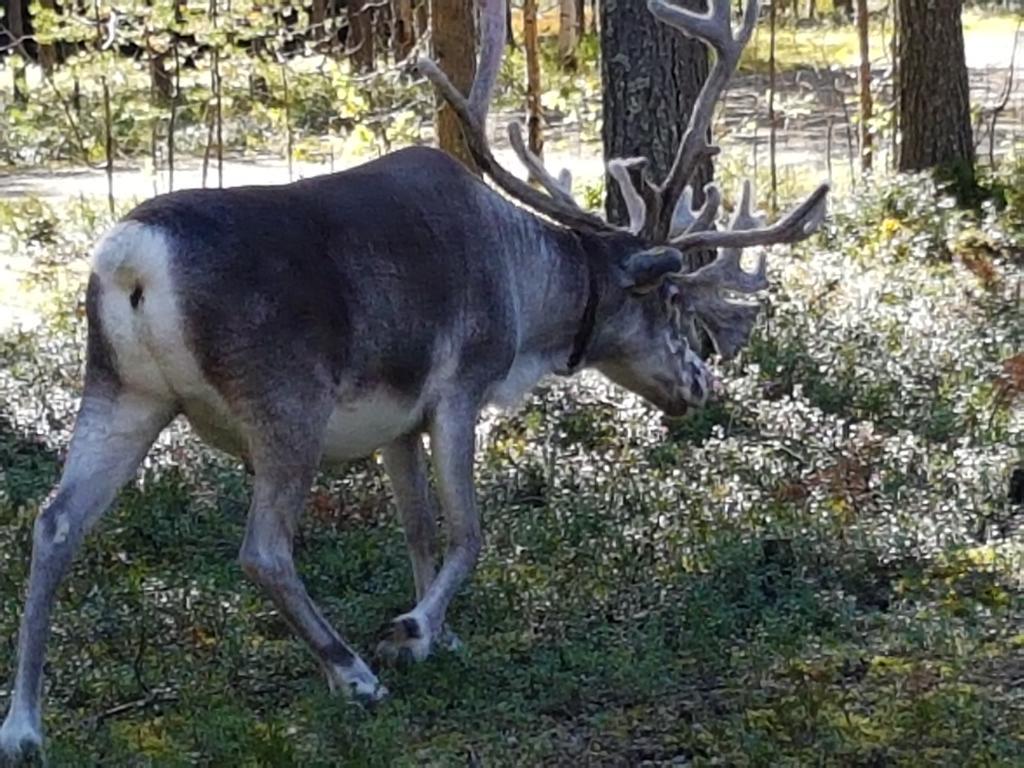 Pyhaen Kortepuolukka Pyhätunturi Exterior foto